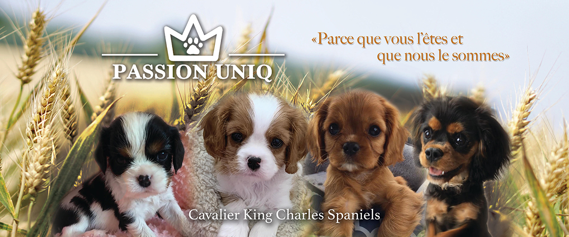 Passion Uniq elevage de cavalier king charles