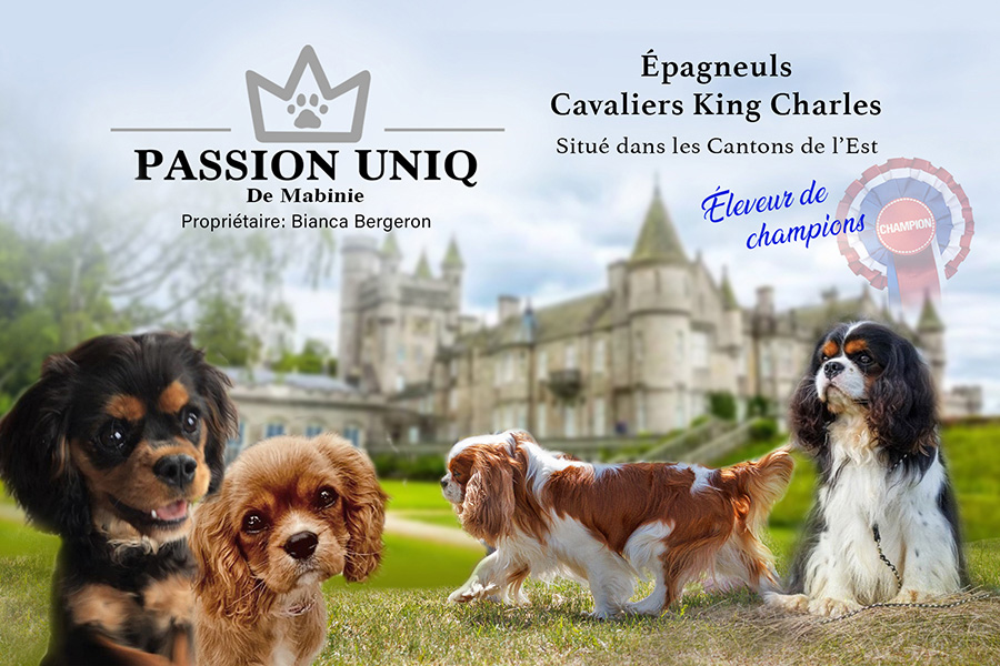 Passion Uniq elevage de cavalier king charles